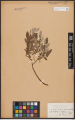 Salix aurita L. x Salix repens L.